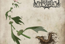 Greylotus - Motherwort album cover.